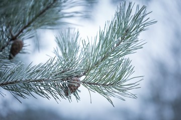 Pine tree twigs in winter