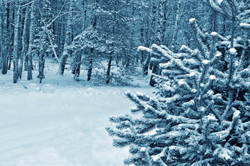  Frozen winter forest with snow covered trees.