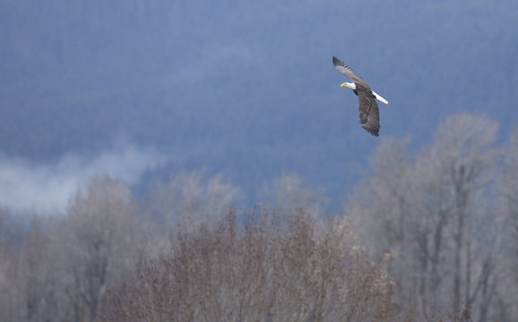 Bald Eagle Flying Near Haines Alaska