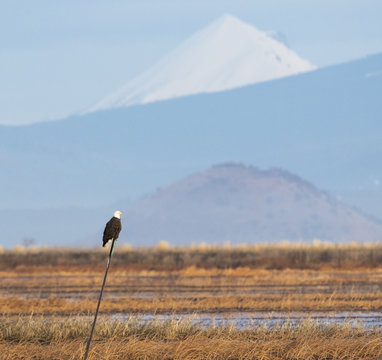 Bald Eagle Perched on a Pole in the Lower Klamath Wildlife Refug