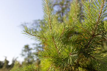 Obraz premium spruce in the park on the nature