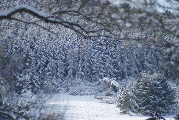 winterliche Tannenb&auml;ume
