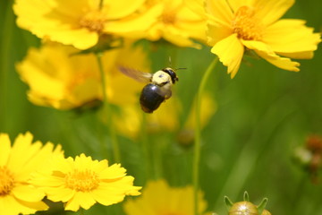 Busy Bee