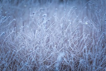 Rime on plants
