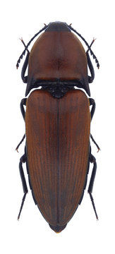 Beetle Elater ferrugineus on a white background