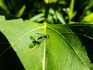 Long-legged Fly Dolichopodidae Family on a green petal