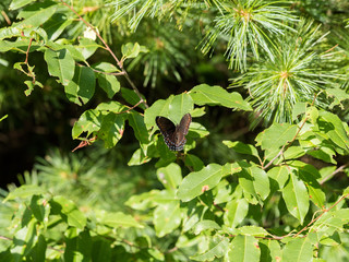 Red-spotted purple (lemenitis arthemis astyanax) butterfly on green leaf