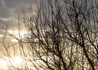 bare branches of a tree in the sun dawn