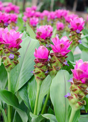 Siam Tulip blooming in garden