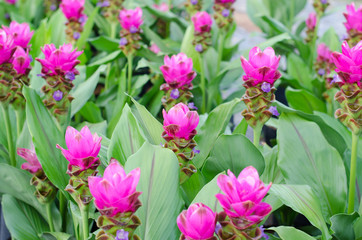 Siam Tulip blooming in garden