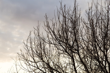Fototapeta na wymiar bare branches of a tree in the sun dawn