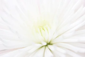 Printed kitchen splashbacks Flowers white flower as background