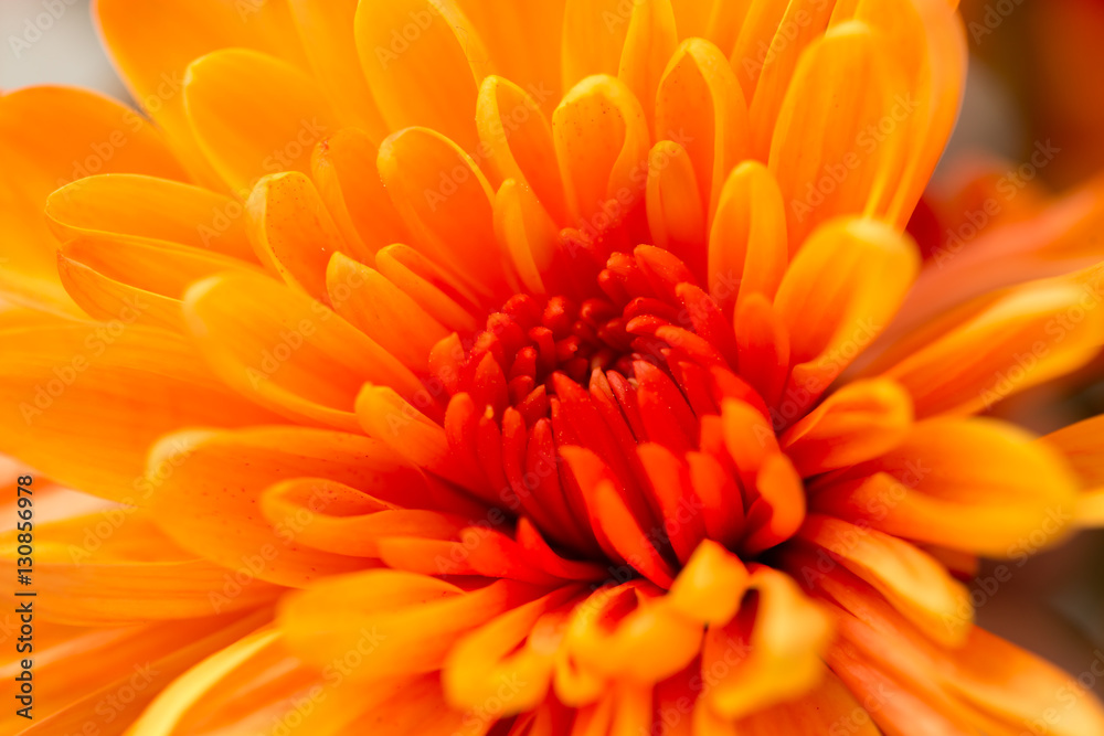 Sticker orange flower as a background