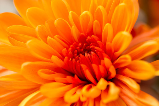 Fototapeta pomarańczowy kwiat jako tło