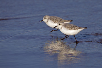 Sanderling Calidris alba feeding along the tideline