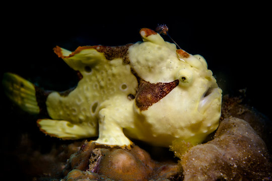 Yellow Warty Frogfish in the Lembeh Strait / Indonesia