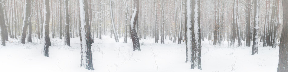Obraz premium winter forest