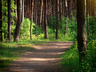Naklejka premium A road in a green forest.