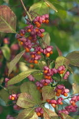 Obraz premium Spindle Euonymus europacus in Hedgerow