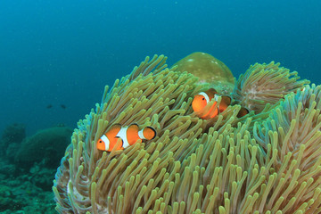 Clownfish nemo fish anemonefish