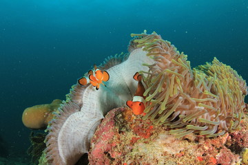 Clownfish nemo fish anemonefish