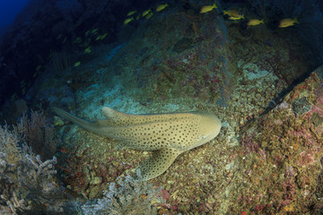 Leopard Shark (Zebra Shark)