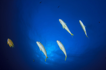 Fish school in ocean