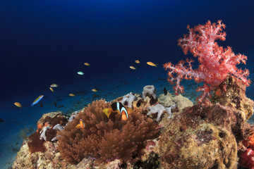 Coral reef and fish underwater