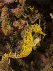 Tigertail Seahorse. Yellow Sea Horse