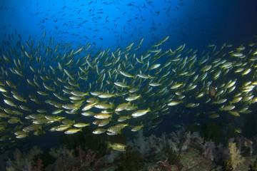 Naklejka na ściany i meble Fish school on coral reef in Indian Ocean