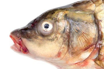 carp on a white background