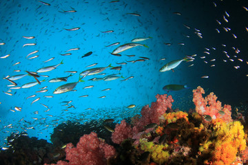 Naklejka na ściany i meble Fish school on coral reef in Indian Ocean