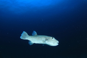 Pufferfish puffer fish