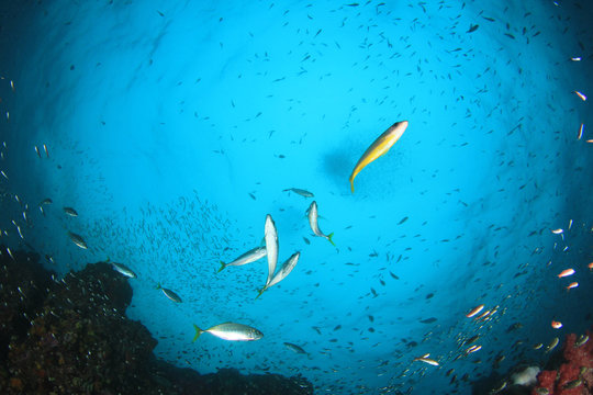 Fish school on coral reef in Indian Ocean