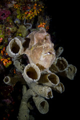 Giant Frogfish sitting in sponge