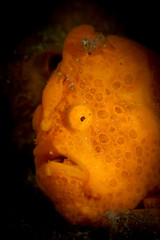Orange painted frogfish (Antennarius pictus) portrait