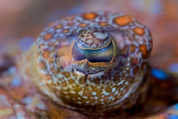 Eye of a flounder (Bothus mancus)