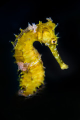 Yellow Seahorse portrait with black background