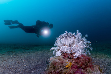 Crinoid and diver with torch