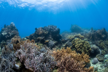 Fototapeta na wymiar Coral garden in Lembeh/Indonesia