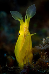 Yellow ribbon eel (Rhinomuraena quaesita) in Lembeh