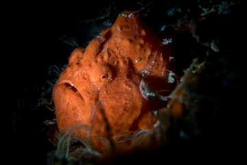 Painted frogfish (Antennarius pictus) in the Lembeh Strait