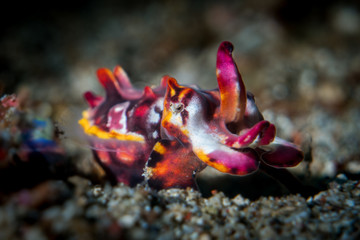 Flamboyant Cuttlefish (Metasepia pfefferi)