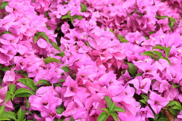 Bougainvillea in the garden