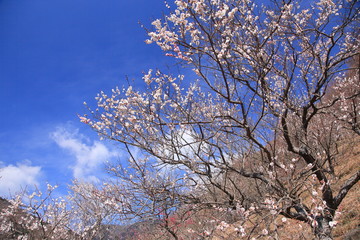 早春の香り