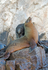 Fototapeta premium California Sea Lion couple on La Lobera the Sea Lion colony rock at Los Arcos at Lands End in Cabo San Lucas Baja MEX B C S