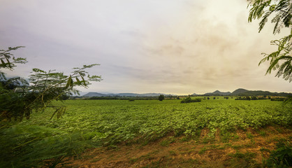 young sunflower tree farm with sun light filter - can use to display or montage on product