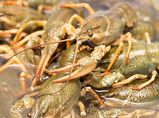 Live crayfish in the water as a background