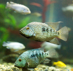 Naklejka na ściany i meble beautiful fish in the aquarium