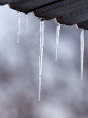 icicles on winter nature